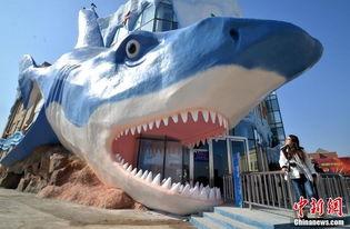 成人鲨鱼雕刻教程视频,从视频学习成人鲨鱼雕刻技巧