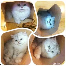 猫养成人的视频播放,猫咪奇遇养成记